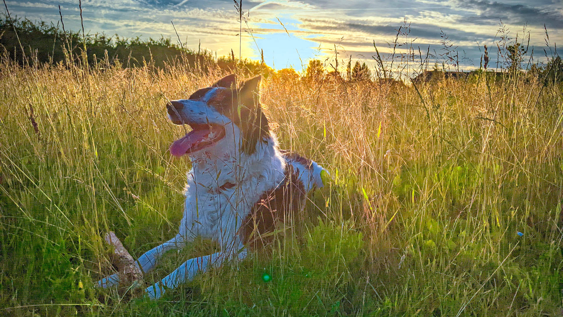Shiva the dog @ sunset